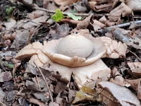 Aardsterren [Geastraceae]